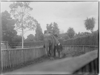 Elephant in a zoo enclosure, ca. 1890-ca. 1915 (www.slv.vic.gov.au)