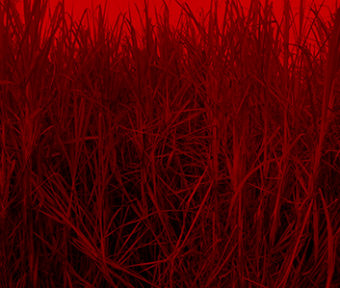 A video still of a cane field. The image is washed in deep red, and it's quite a close-up shot. The focus is on the details and sharpness of each blade, as well as the depth of the field. There is a small sliver of sky above.