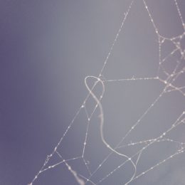 Close up of spider webs with dew
